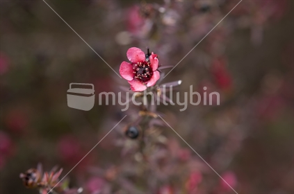 Pink Manuka Flower, with a blurred background