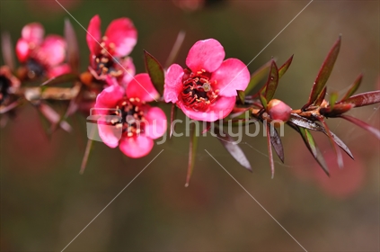 Pink Manuka or T-Tree flower
