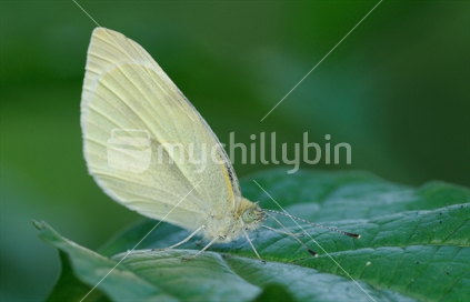White Butterfly sitting on a leaf