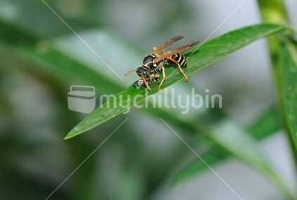 Wasp eating a Monarch Caterpillar