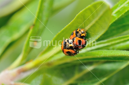 2 Lady Birds Mating on a Swan Plant
