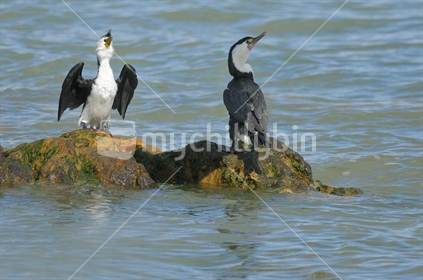 Two Shags sitting on a rock at the Beach