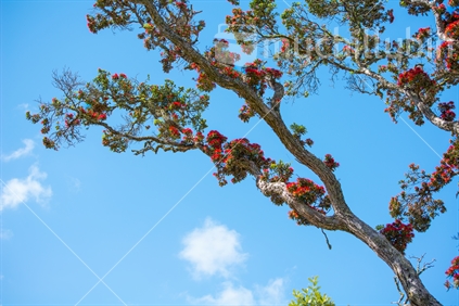 Pohutukawa Tree taken looking up to the blue New Zealand Sky
