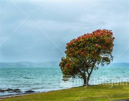 Pohutukawa Tree on the seashore with beach in the background