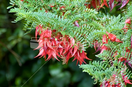 Kaka Beak flower, red beak shaped flower that is native to New Zealand
