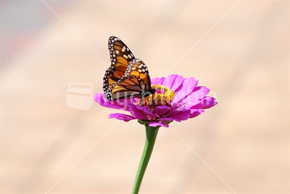 Monarch Butterfly sitting on top of a Zinnia Flower