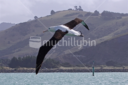 Northern Royal Albatross flying past Tiaroa Head, Otago Peninsula, Dunedin, New Zealand