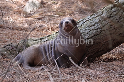 A New Zealand Fur Seal Pup on the Otago Peninsula