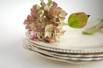 Faded Hydrangea on vintage plates