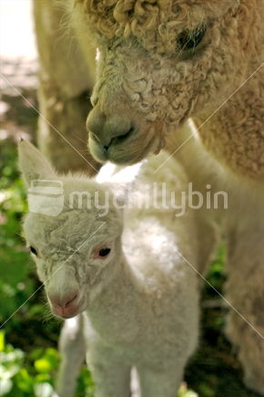 Baby Alpaca and Mother