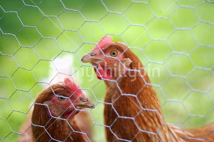 Chickens behind wire mesh