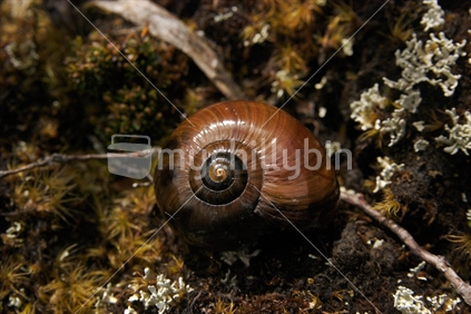 Giant Land Snail