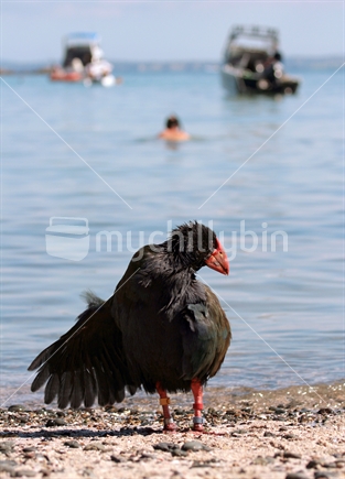 Takahe with swimmers
