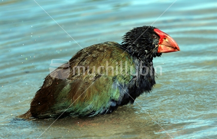 Takahe taking a bath
