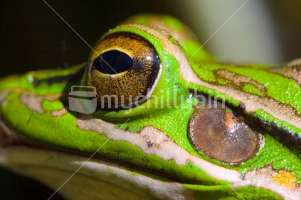 Golden Bell Frog (Litoria aurea)
