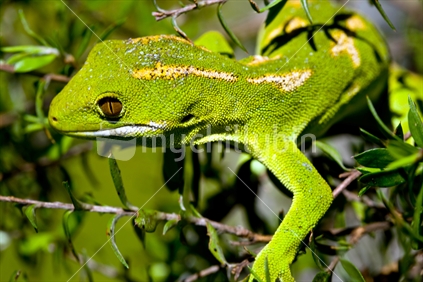 Northland Green Gecko 
