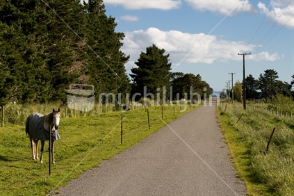 Country Road With Horse