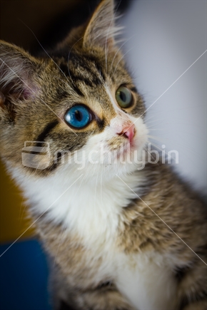 Kitten With Different Eye Colours - Blue and Green