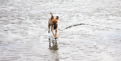 Splash Lola on the sand at low tide.