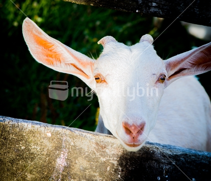 Direct Gaze Goat 1