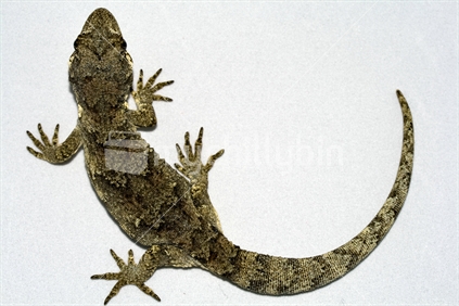 Forest Gecko (Hoplodactylus granulatus)
