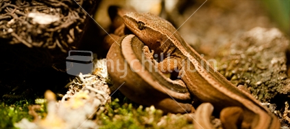Goldstripe gecko 