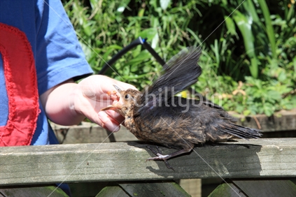 Juvenile blackbird being hand-fed