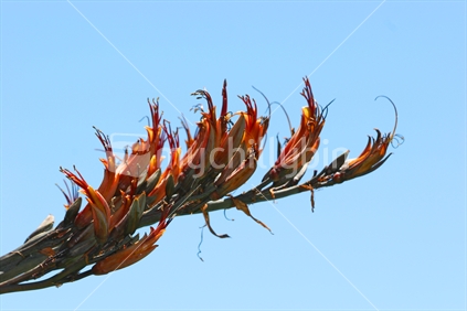 NZ native Flax blossom
