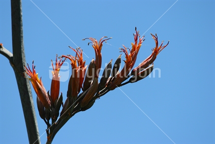 New Zealand native flax 