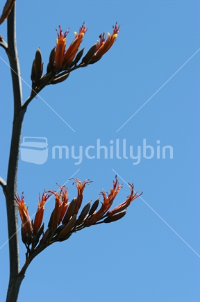 New Zealand native flax plant