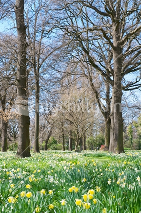 Early spring in Hagley Park, CHristchurch, New Zealand