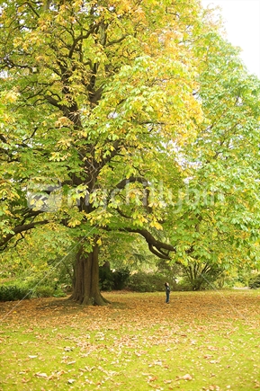 Boy looking up at autumn tree in Hagley Park, Christchurch, New Zealand