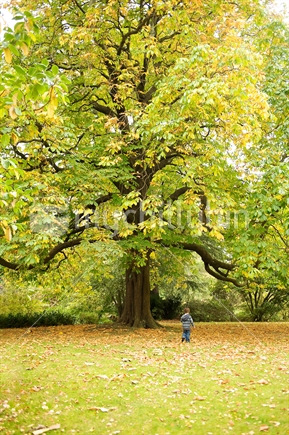 Boy under autumn tree in Hagley Park, Christchurch, New Zealand 