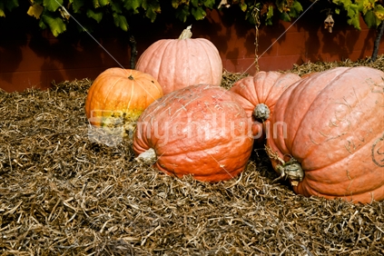 Pumpkins harvested from New Zealand gardens, and lying on straw awaiting sale.