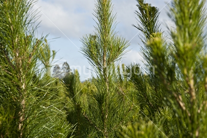 Pine tree plantation in New Zealand; young trees, closeup.