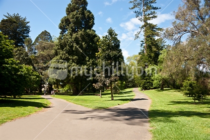 Fork in path through Yatton Park, Tauranga, New Zealand