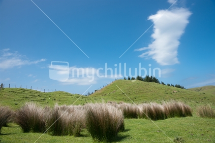 New Zealand rural and cloudscape background.