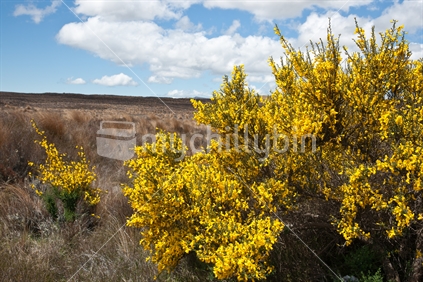 Yellow broom flower in tussock covered landscape, Desert Road, New Zealand.