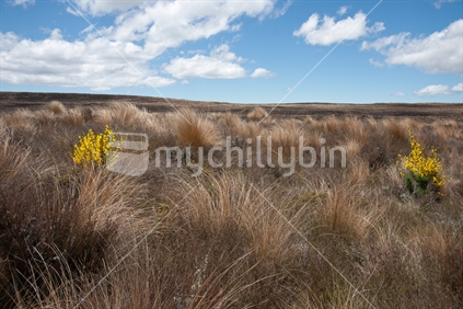 Tussock in breeze, from the Desert Road, New Zealand.