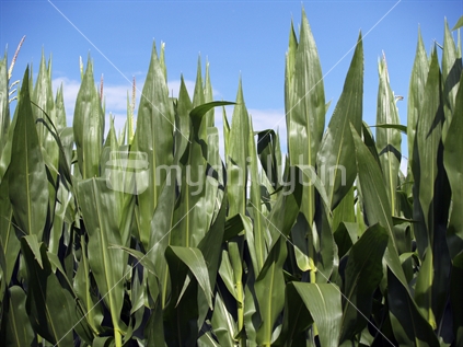 Looking up at maize crop and blue sky