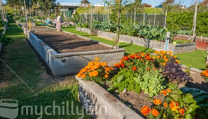 Community gardens or allotments, plots in tidy rows growing an array of fresh healthy vegetables in public land, organised and managed by members of the community who tend the upkeep and planting for their own benefit. These ones are in Otumoetai, Tauranga.