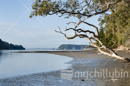 Scenic Matarangi Peninsula, on the eastern side approcahing Scotts Landing, New Zealand, 