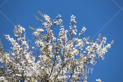 Manuka or white ti tree, New Zealand native plant in full bllom against blue sky.