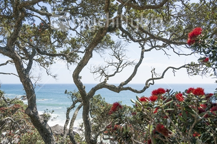 View through branches of New Zealands native Pohutukawa tree out to sea. From the slopes of Mount Maunganui.