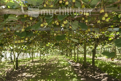 Under the canopy - looking along the row of kiwifruit vines with small fruit formed.