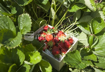 Box of picked strawberries, among the rows.