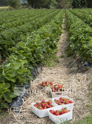 Strawberries already picked and waiting at start of row.