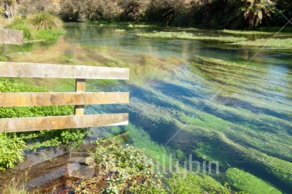Te Waihou River, the weed and algae makes for a stunning view, creating patterns in the water. This river has some of the countrys purest water and supplies over 70% of the natural bottled water in NZ.