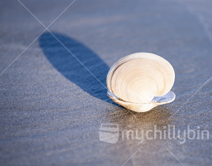 Washed up on beach, Venus ring shell, Dosinia.