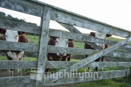 Three Polled hereford cattle peer through farm gate thinking they are hiding but spying with sun setting on horizon.
